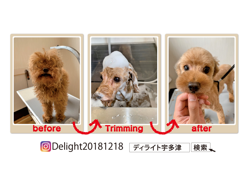 『Delight』トリミングするなら地域一番の人気店！