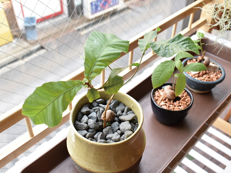 『道具屋 どんぐり』階段を上がった先の隠れ家Shop“どんぐり”をテーマにした雑貨やお菓子が大集合！【香川県高松市鍛冶屋町】