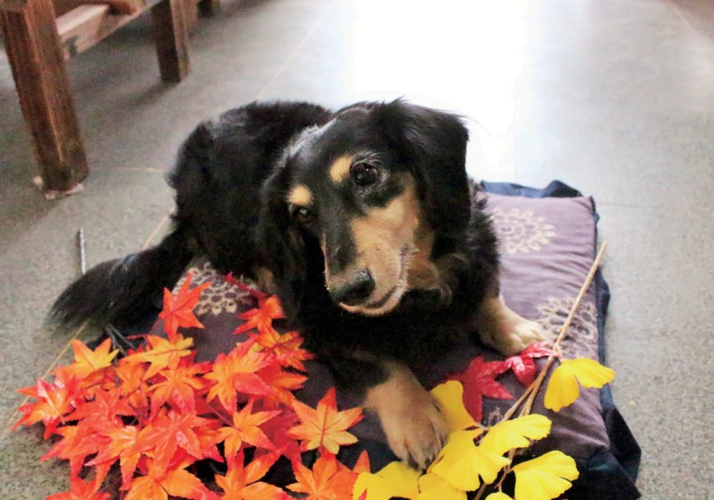 四国運輸局指定工場で車検・整備も安心してお受けいただけます！！