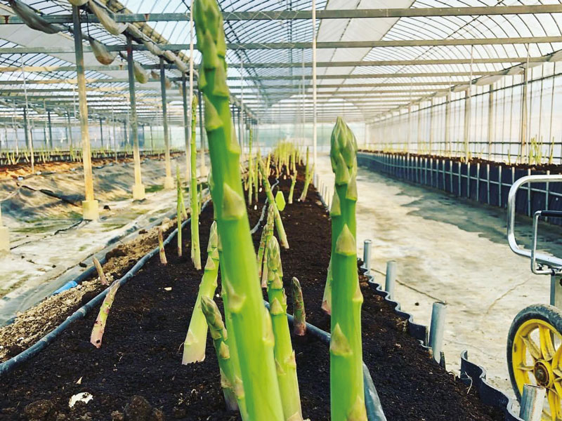 お世話になった方への贈り物や、ご自宅で