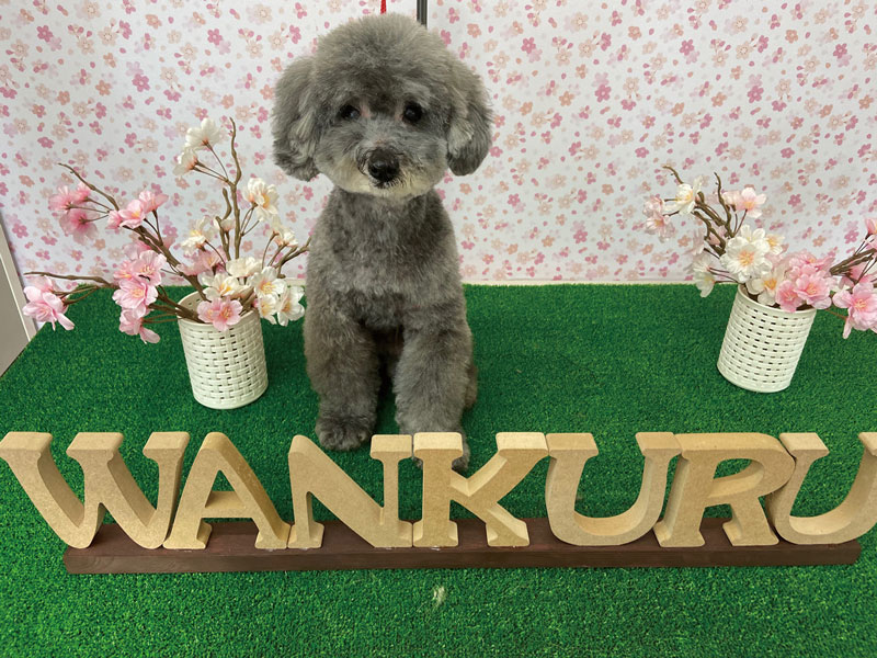 丁寧な施術でワンちゃんも安心！