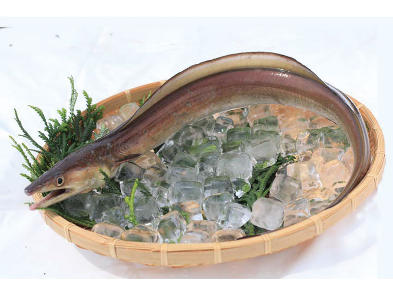 暑い日でも食べたくなる 期間限定のコラボうどんが登場！