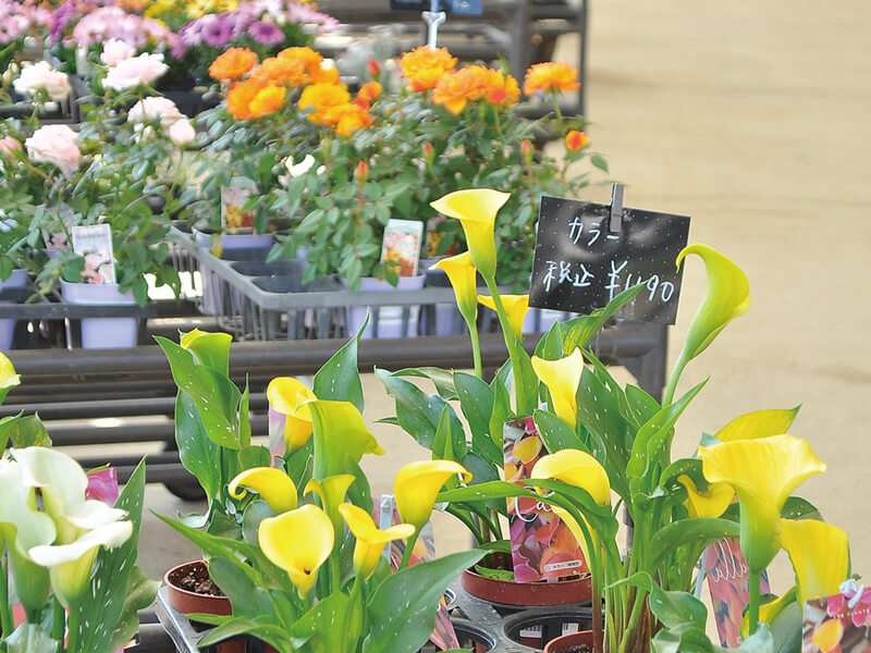 個性的な観葉植物や植木鉢に出合える“コミュニティガーデン”が鬼無町に誕生