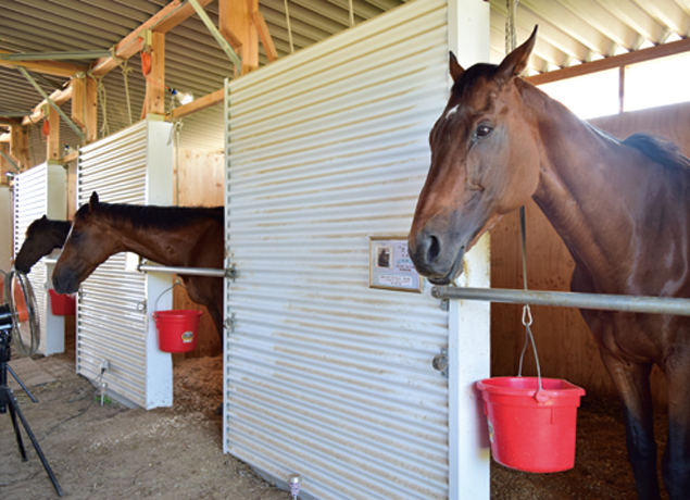 『有明浜ホースパーク』心安らぐ馬との触れ合いを楽しめる場所