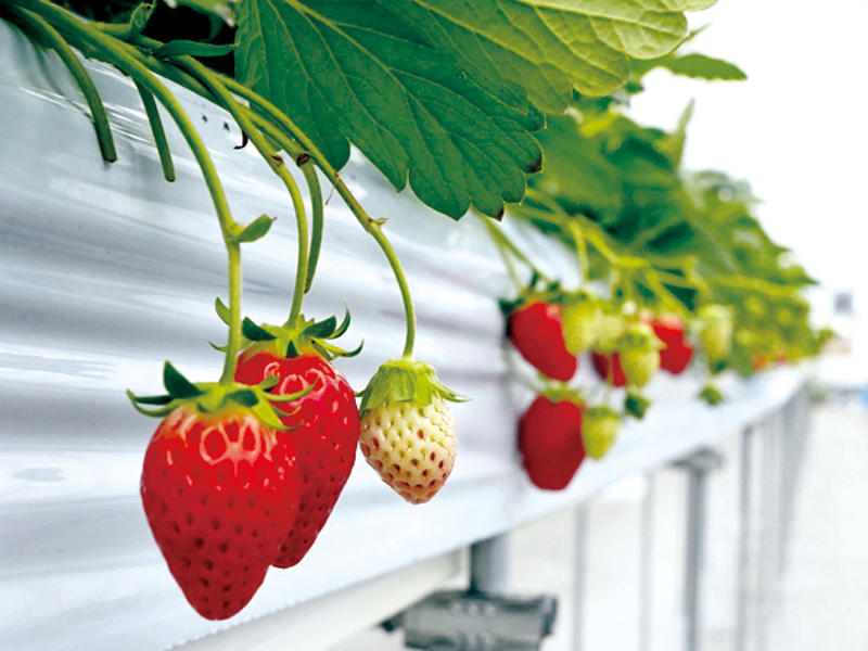 『イチゴコロ』まんのう町で朝採れ完熟のいちごの直売所がOPEN！【香川県仲多度郡まんのう町】