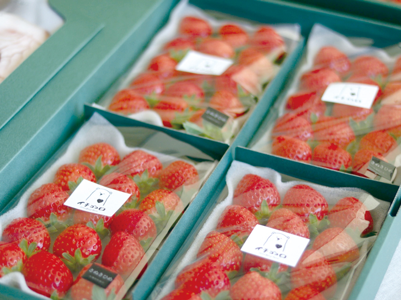 『イチゴコロ』まんのう町で朝採れ完熟のいちごの直売所がOPEN！【香川県仲多度郡まんのう町】