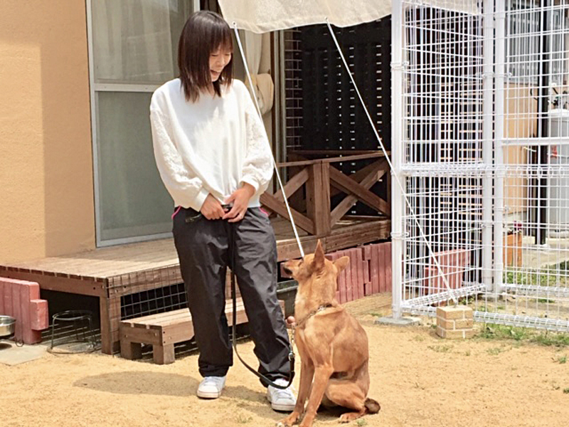 可愛くば５つ教えて３つ誉め２つ叱って良きワンコとせよ