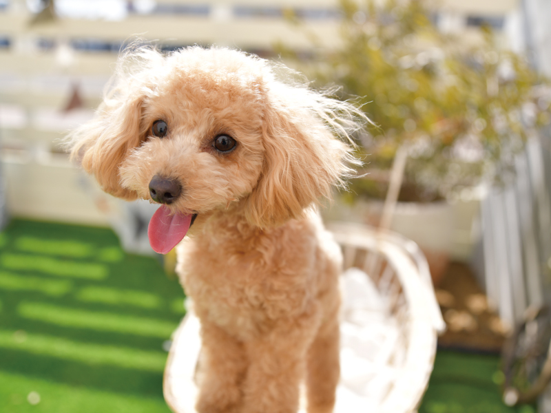 ペット専用フォトスタジオがOPEN！