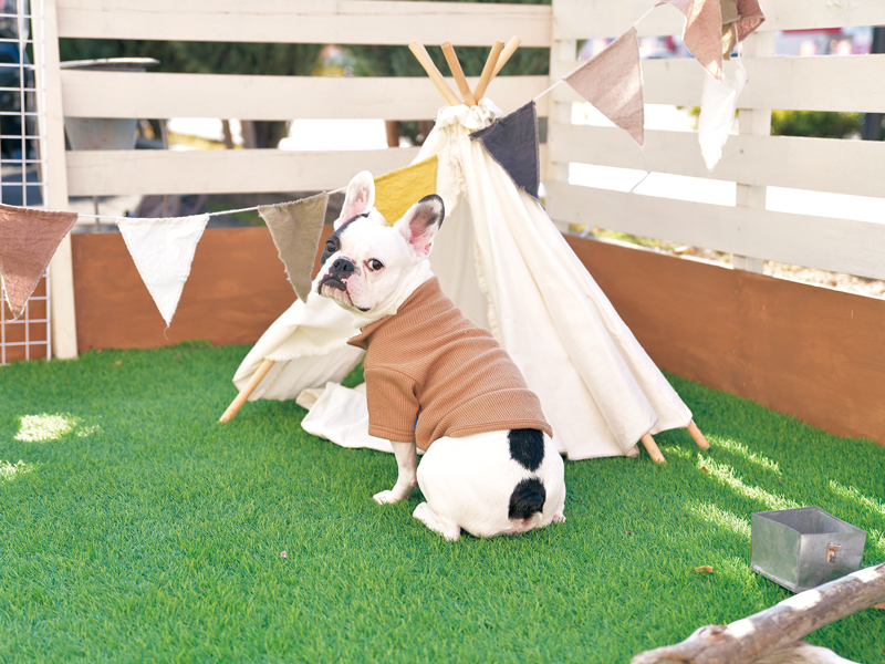 ペット専用フォトスタジオがOPEN！