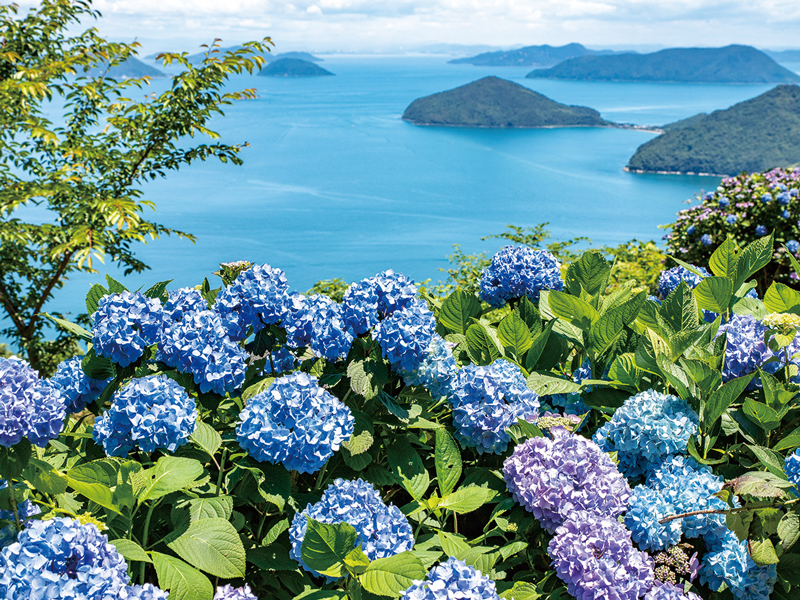 紫雲出山の美しい紫陽花をドライフラワーに蘇らせて販売！