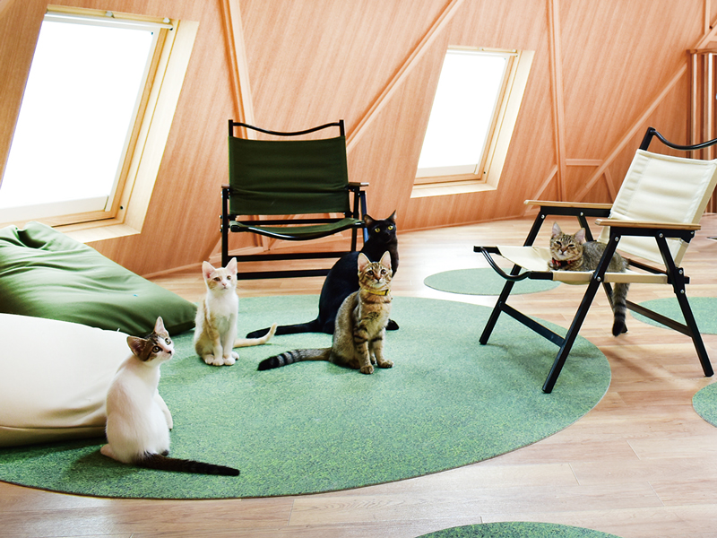 愛らしい猫とのふれあいや こだわりの食事が味わえるカフェ