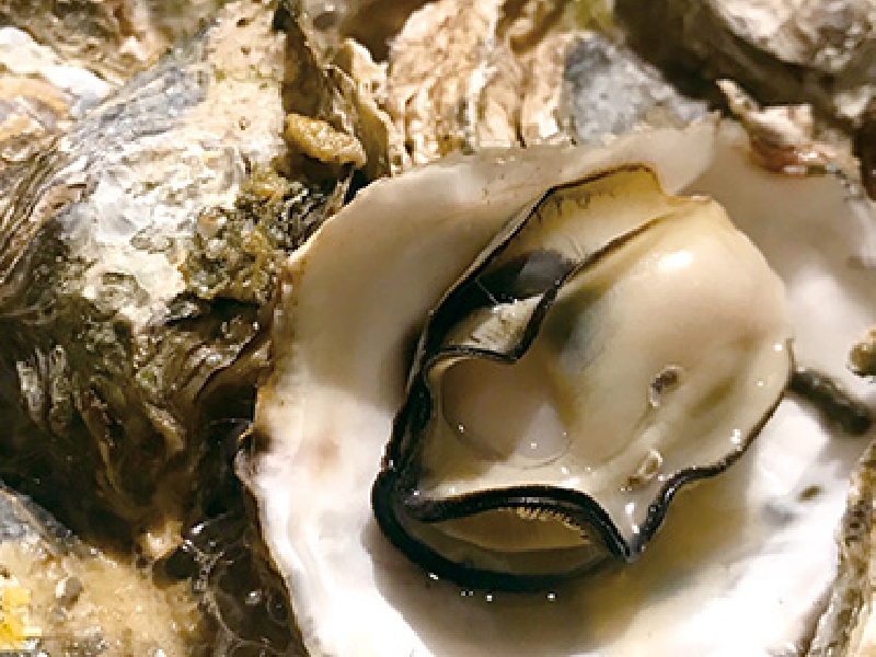 「かき焼き 海鮮市場 いかだ屋」魚介類は漁師から直接仕入れた新鮮なものばかり