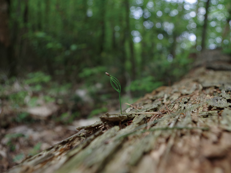 里山のシンプルな楽しみ方を伝える人と山を繋ぐ山小屋がOPEN