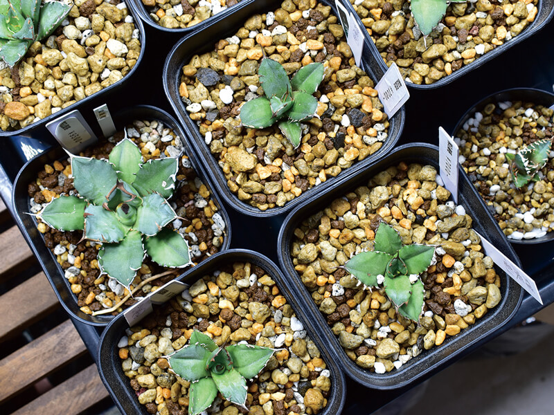 植物好きは必見!アガベ・チタノタ専門店がOPEN