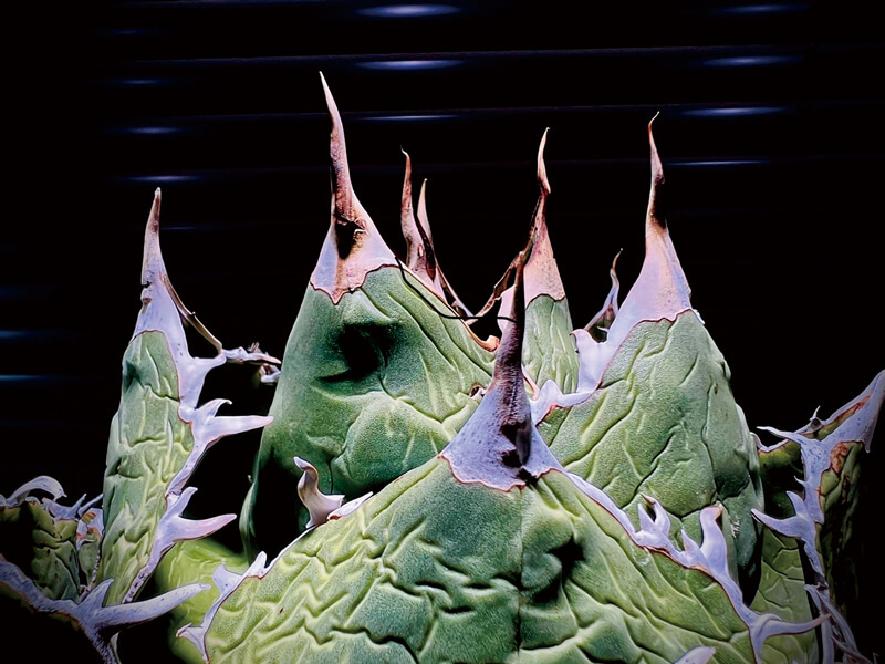 植物好きは必見!アガベ・チタノタ専門店がOPEN