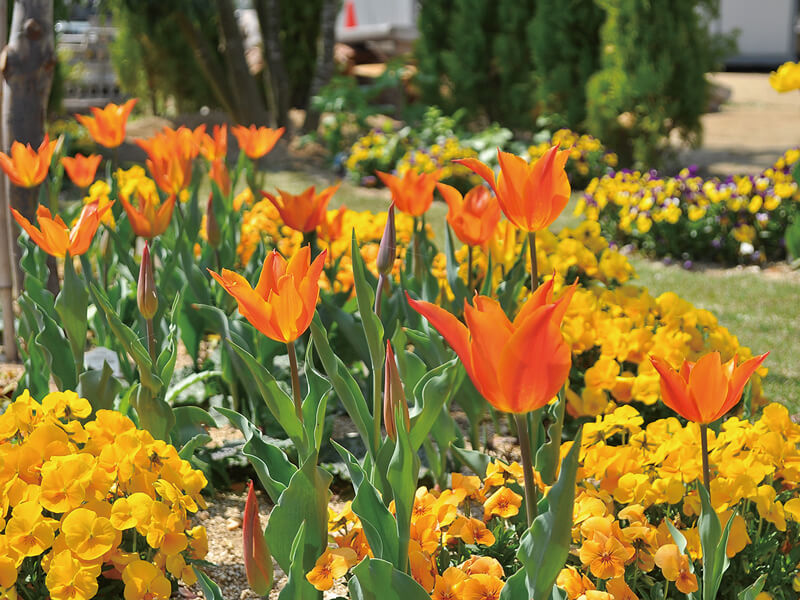 個性的な観葉植物や植木鉢に出合える“コミュニティガーデン”が鬼無町に誕生