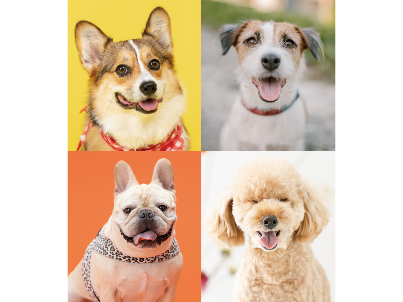 『ペットPHOTO香川』大切な家族の一員であるペットの可愛い姿を写真に残そう！