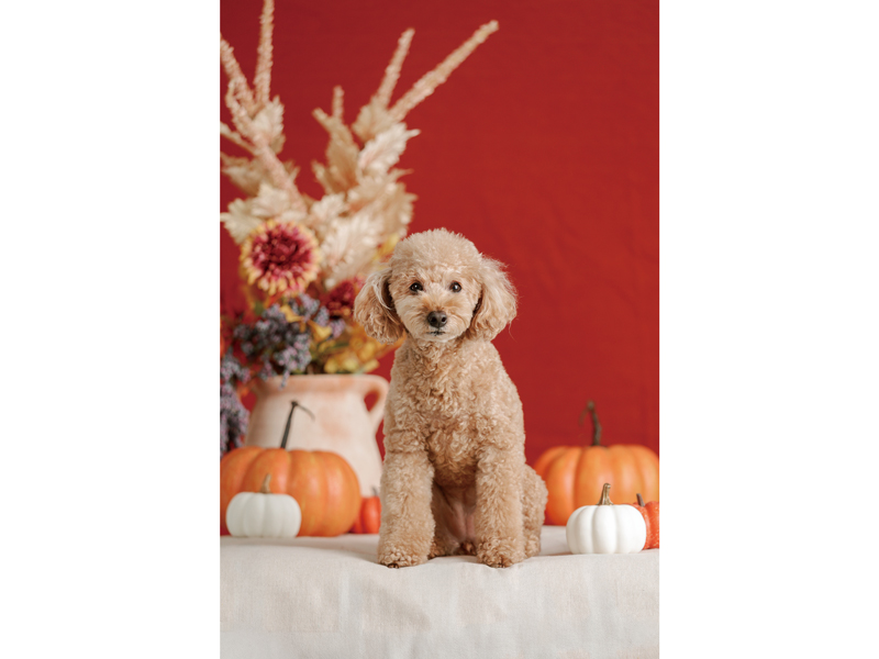 『ペットPHOTO香川』大切な家族の一員であるペットの可愛い姿を写真に残そう！