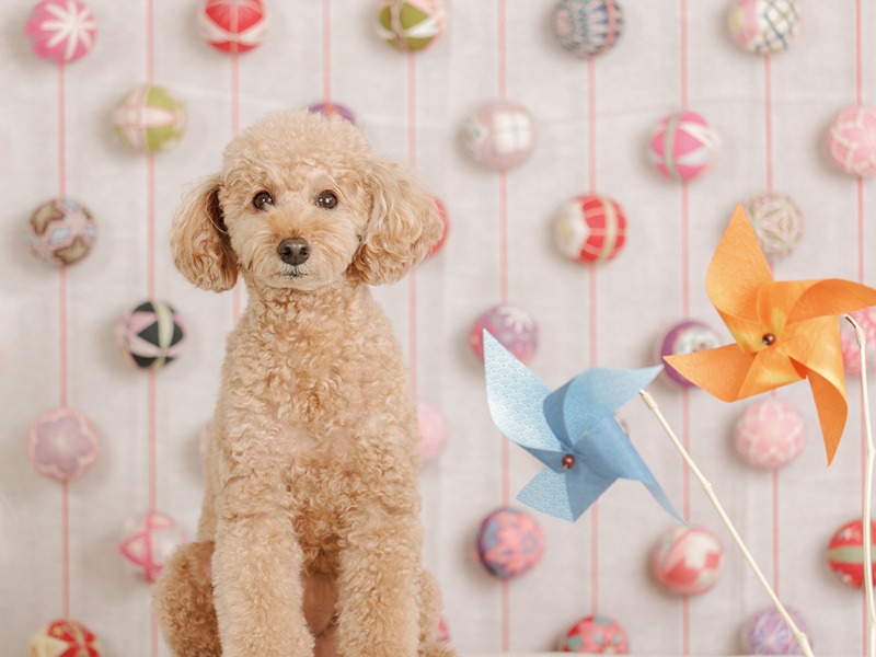 『ペットPHOTO香川』大切な家族の一員であるペットの可愛い姿を写真に残そう！