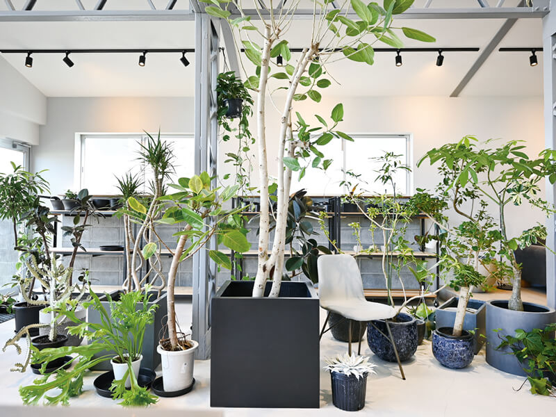 珍しいグリーンや家具・雑貨を扱うライフスタイルShopが誕生!