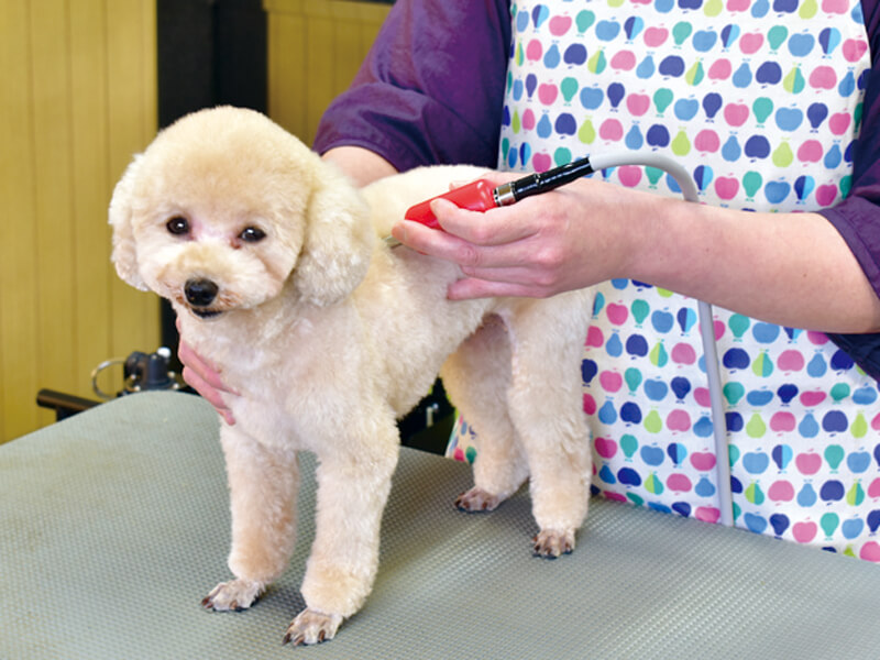 メディセル筋膜療法で愛犬の身体をメンテナンス