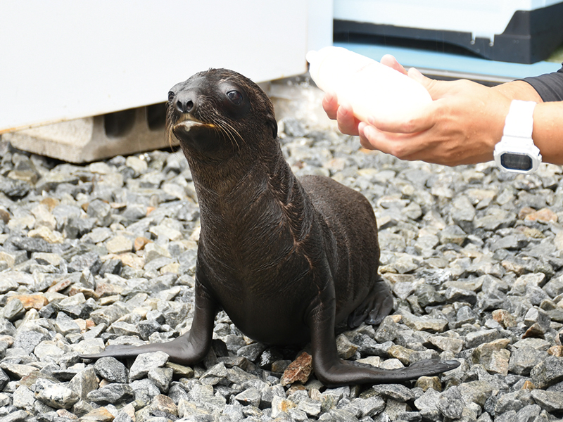 『四国水族館』『四国水族館』は今年で開館5周年！見て･食べて･楽しめるイベントや催物に注目！【香川県綾歌郡宇多津町】