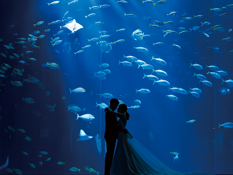 『四国水族館』美しい水中世界が広がる「四国水族館」でウエディングセレモニーがスタート!【香川県綾歌郡宇多津町】