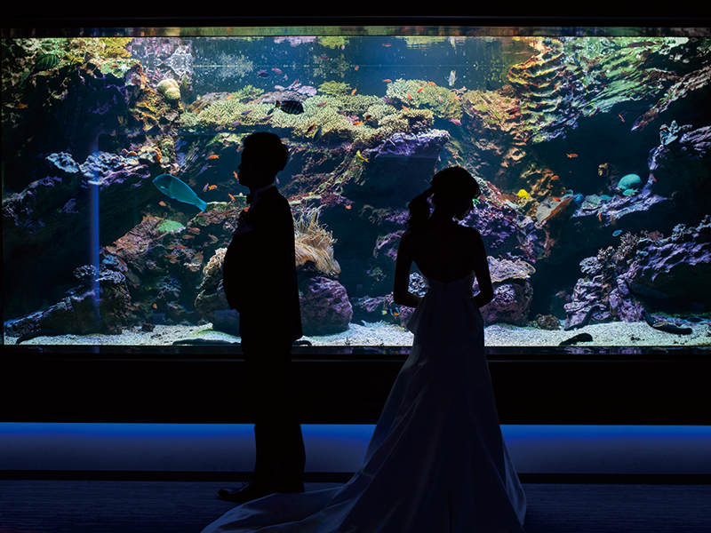 『四国水族館』美しい水中世界が広がる「四国水族館」でウエディングセレモニーがスタート!【香川県綾歌郡宇多津町】