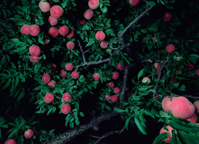 2月2日（土）～3月24日（日） 『開館30周年記念 やなぎみわ展 神話機械』