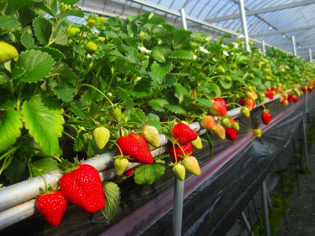 『スカイファーム』食べ放題のいちご狩りを体験！