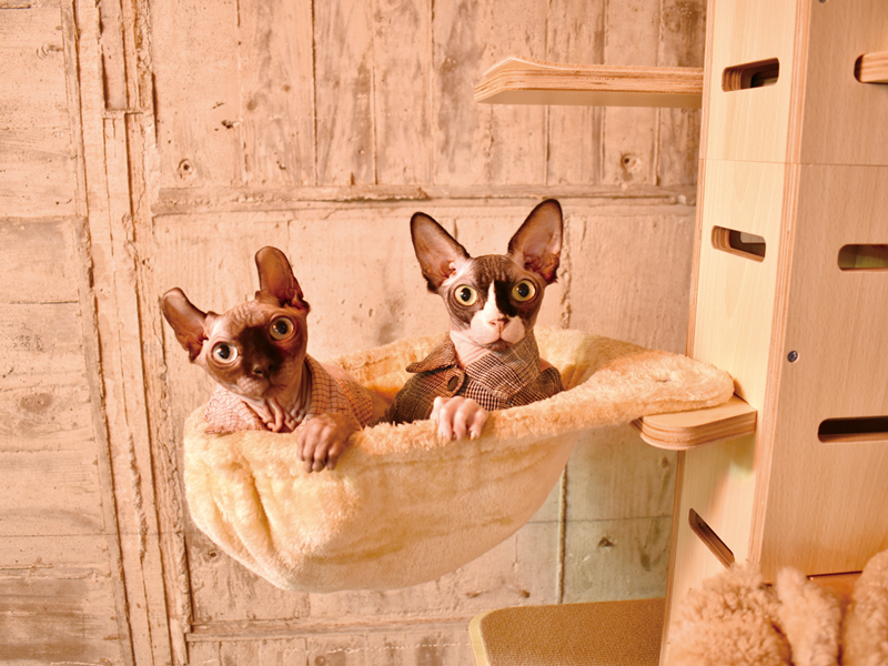 ヘアレスキャット専門の猫カフェがOPEN！