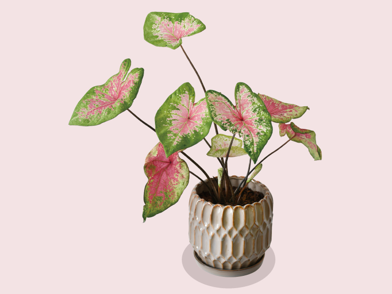 『flower studio subtle　フラワースタジオ サロウ』丸亀市のフラワーショップ『fog』の姉妹店が高松にOPEN！【香川県高松市天神前】