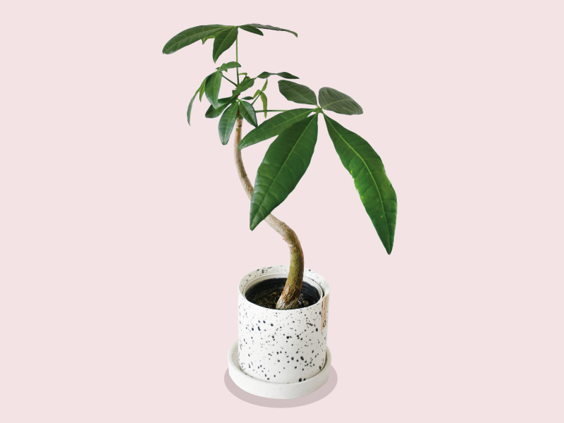 『flower studio subtle　フラワースタジオ サロウ』丸亀市のフラワーショップ『fog』の姉妹店が高松にOPEN！【香川県高松市天神前】