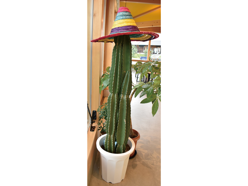 愛媛県四国中央市に店舗を構えるタコス専門店の2号店目がOPEN！