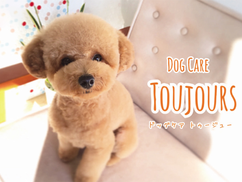 「Dog Care Toujours 」愛犬に寄り添ったアドバイザー的トリミングサロン